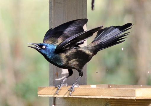 common grackle. Common Grackle - Sugar Land,