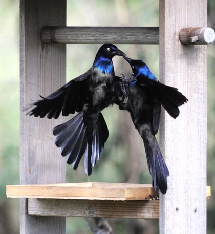 common grackle images. Common Grackles battling over